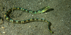 Xiphasia setifer