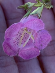 Agalinis heterophylla