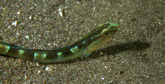 Xiphasia setifer