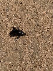 Eleodes grandicollis