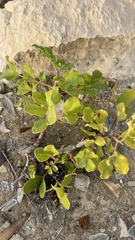 Ceratonia siliqua