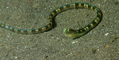 Xiphasia setifer