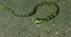 Xiphasia setifer