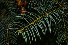 Abies concolor