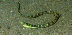 Xiphasia setifer