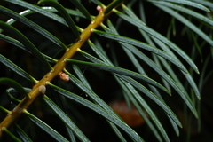 Abies concolor