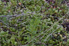 Galium boreale