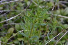 Galium boreale