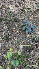 Ajuga reptans