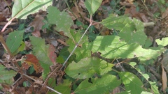 Forestiera acuminata