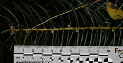 Abies concolor