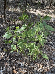 Verbesina virginica