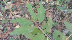 Forestiera acuminata