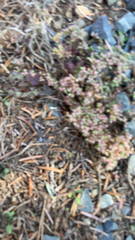 Polycarpon tetraphyllum