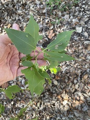 Verbesina virginica