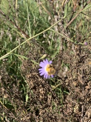 Melissodes dentiventris