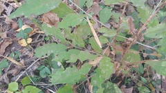 Forestiera acuminata