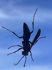 Hymenoptera