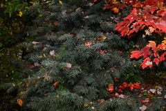 Abies concolor