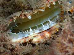 Pinnidae