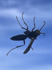 Hymenoptera