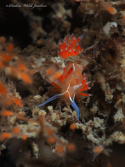 Coryphella verta