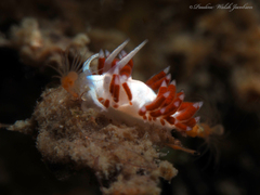 Flabellina dushia