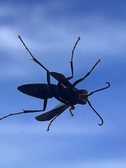 Hymenoptera
