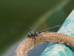 Gomphidae