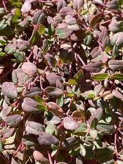Euphorbia fendleri