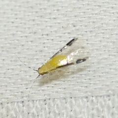 Monellia caryella