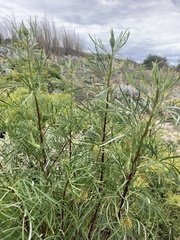 Senecio brasiliensis