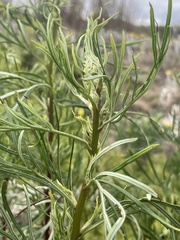 Senecio brasiliensis