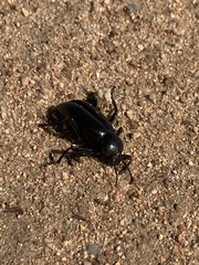 Eleodes grandicollis