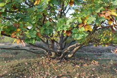 Quercus petraea