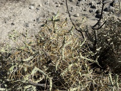 Cylindropuntia ramosissima