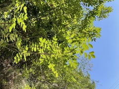Fraxinus ornus
