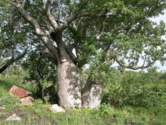Adansonia gregorii