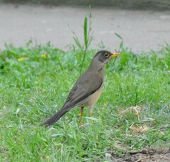 Turdus falcklandii