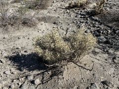 Cylindropuntia ramosissima