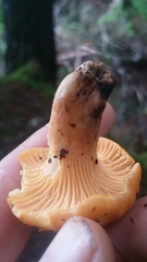 Cantharellus