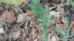 Bignonia capreolata