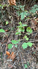 Symphoricarpos albus