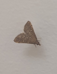 Dolicharthria punctalis