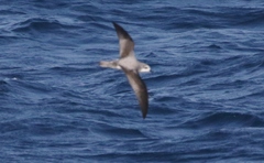 Pterodroma cookii