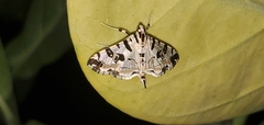Conchylodes salamisalis