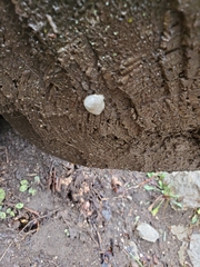 Reticularia
