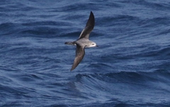 Pterodroma cookii