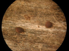 Perichaena quadrata