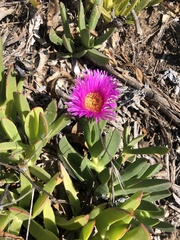 Carpobrotus chilensis